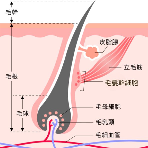 永久除毛
