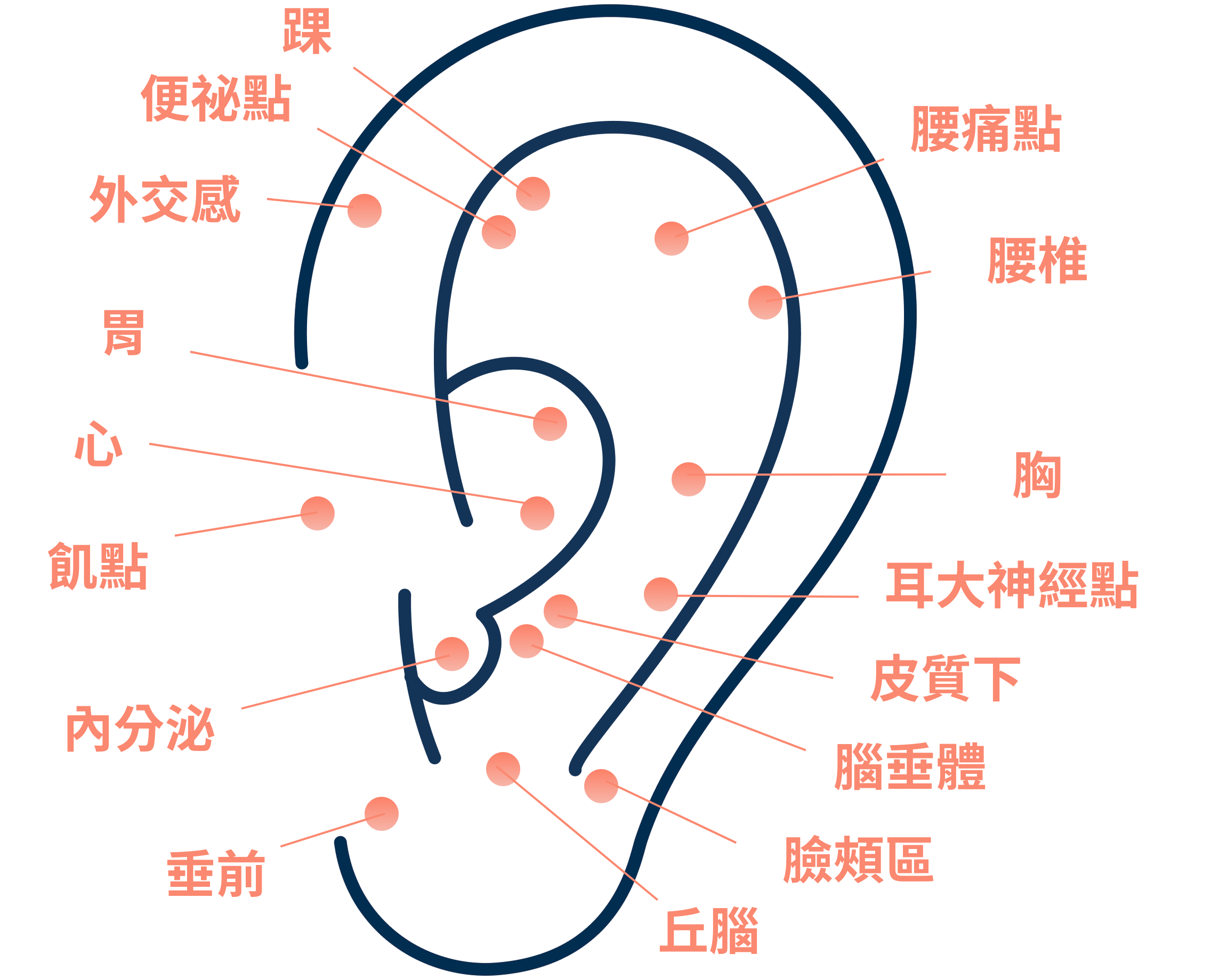 耳穴貼價格 耳穴貼價格